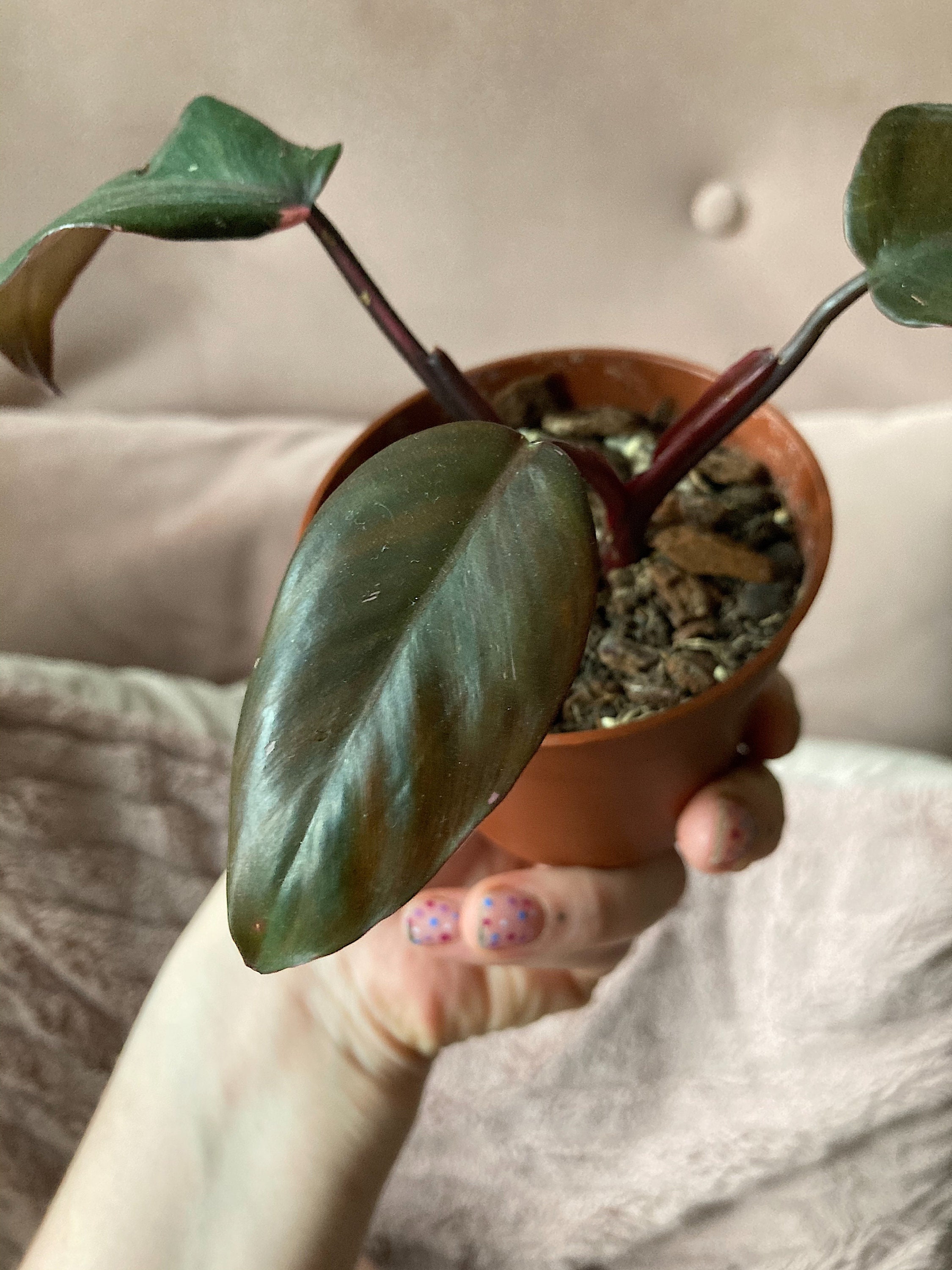 Philodendron Pink Princess plant Etsy