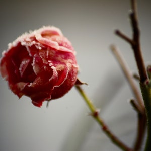 ROSE GLACÉE