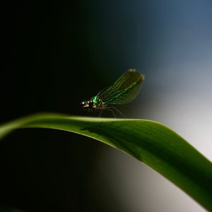 DEMOISELLE VERTE