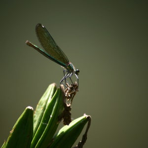 DRAGONFLY