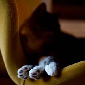 PATTES DE CHAT