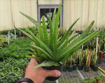 Aloe Vera, Live, Beautiful Houseplant (4" Pot)