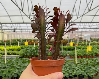 Euphorbia trigona 'rubra' Live, Easy Houseplant (4" Pot)