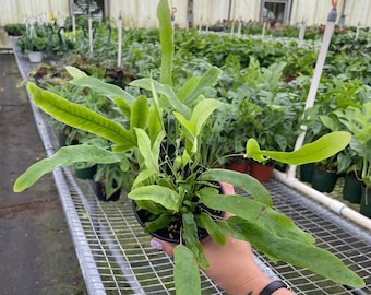 Blue Star Fern -  Phlebodium aureum | Live, Beautiful Houseplant (4" Pot)