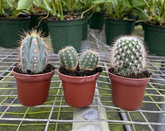 Baby Cactus Box | Live, Easy Houseplant