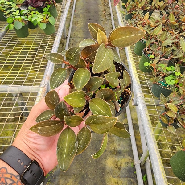 Ludisia discolor nigricans 'Jewel Orchid' Live, Rare Houseplant (4" Pot)