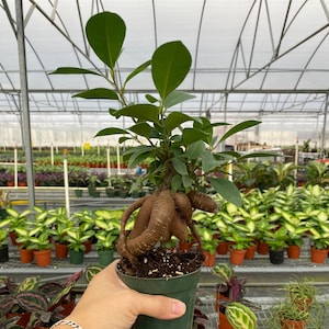 Ficus microcarpa 'Ginseng' Live, Easy Houseplant (4" Pot)