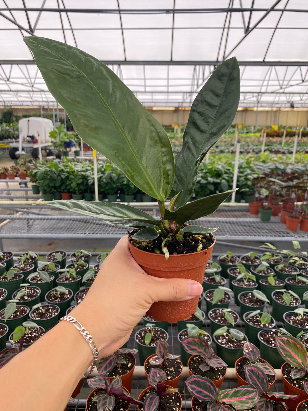 Bird's Nest Anthurium Anthurium Superbum Live, Easy Houseplant 4inch