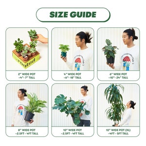Croton 'Petra' Codiaeum variegatum 'petra' Live, Easy Houseplant 4 Pot image 3