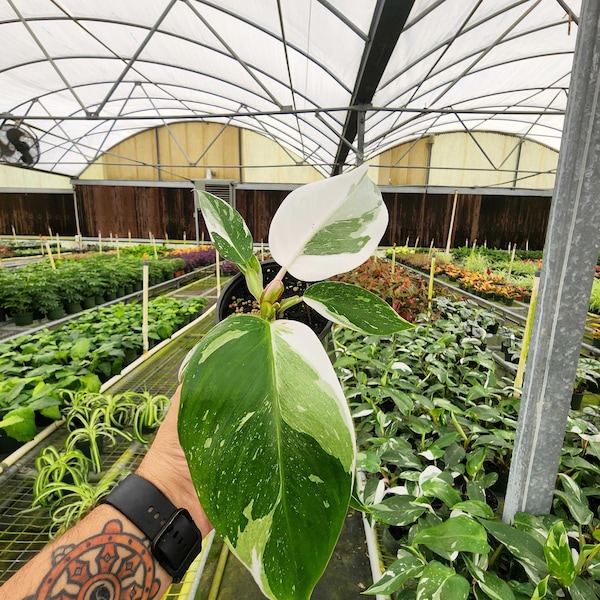 Philodendron erubescens 'White Princess' Live, Beautiful Houseplant (4" Pot)