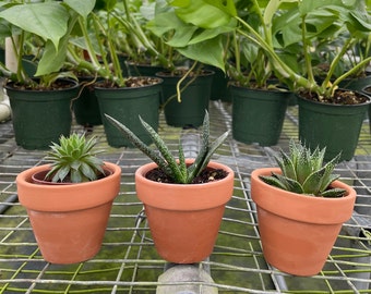 Baby Desert Box + Planter Set | Live, Easy Houseplant