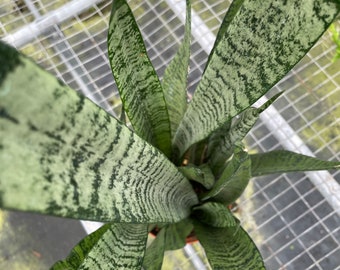 Sansevieria zeylanica 'Snake Plant' Live, Beautiful Houseplant (6" Pot)