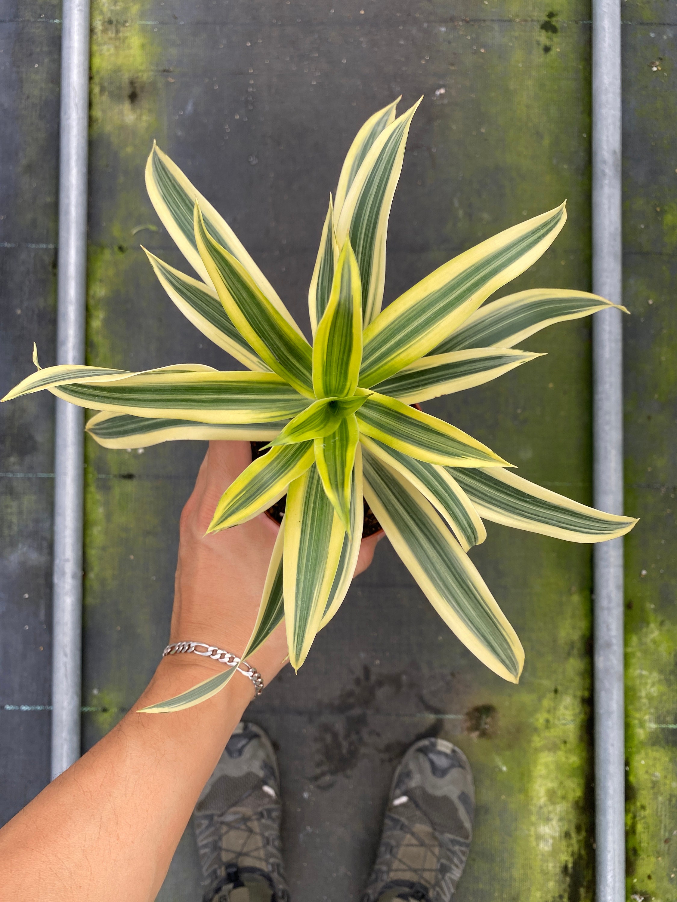 Dracaena 