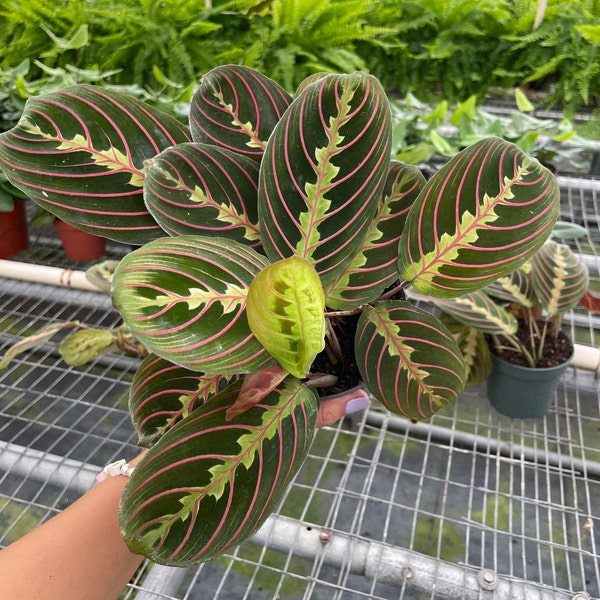 Red Prayer Plant - Maranta leuconeura | Live, Beautiful Houseplant (4" Pot)