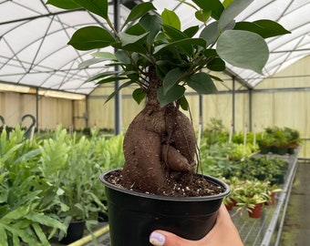 Ficus microcarpa 'Ginseng' Live, Easy Houseplant (6" Pot)