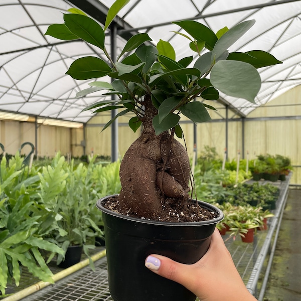 Ficus microcarpa 'Ginseng' Live, Easy Houseplant (6" Pot)