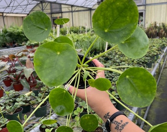 Chinese Money Plant -  Pilea peperomioides, Live, Unique Houseplant (6" Pot)