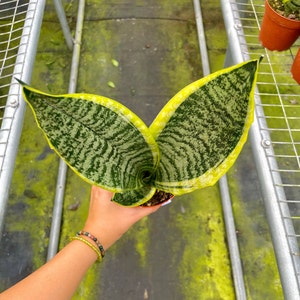 Snake Plant 'Sansevieria Laurentii' Beautiful Houseplant (4" Pot)