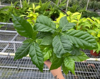 Coffee Plant - Coffea arabica | Live, Easy Houseplant (4" Pot)