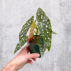 Begonia Maculata 4&quot; Pot | Polka Dot Begonia | Live Plant | RARE