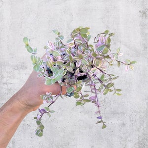 Tradescantia 'Pink Panther' / Planta de interior en roseta, maceta de 8,9 cm