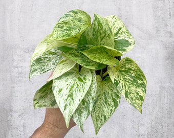 Pothos Snow Queen 4” Pot | Live Plant | RARE