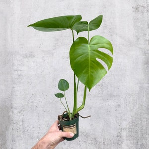 Monstera Deliciosa 4” pot | Swiss Cheese Plant | Split Leaf Tropical Houseplant