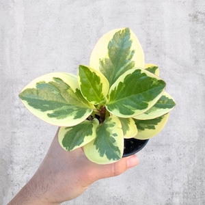 Peperomia Obtusifolia ‘Variegata’ 3.5” Pot | Live Plant | RARE