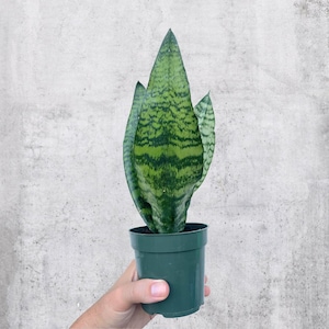 Snake Plant Black Coral 4” Pot | Live Plant