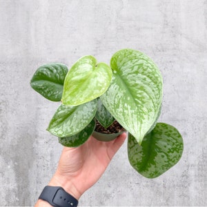 Scindapsus Varieties - Plant Identification Chart - Digital Scindapsus Varieties - Plant Identification Chart - Digital