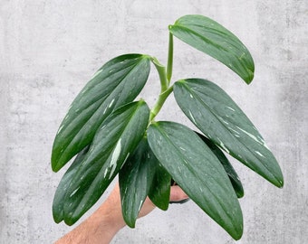 Monstera Standleyana Albo 4” Pot | Live Plant | RARE