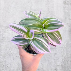 Tradescantia Nanouk 4” Pot | Pink Plant | RARE