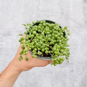 String of Pearls 4” Pot | Live Plant | Rare Plant