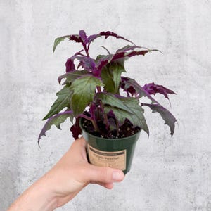 Purple Passion Plant (Gynura Aurantiaca) 4” Pot | Purple Velvet Plant | Live Plant | Rare