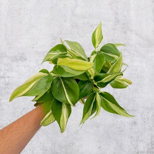 Philodendron ‘Silver Stripe’ 4” Pot | Live Plant | Variegated Rare Houseplant
