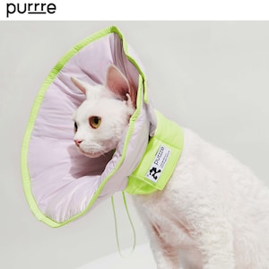 May include: A white cat wearing a light green and purple padded cone collar with the word "purrre" printed on the collar.