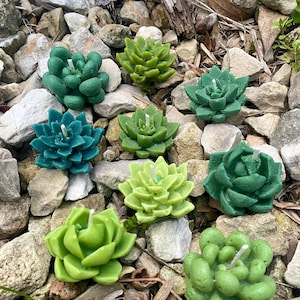 Floating Candles- Green Succulent Shaped Candles- Floating Candle Succulents -Plant Gift-Small Green Succulents & Cacti- Cactus Flower Scent
