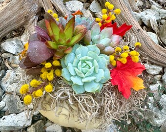 Succulent Pumpkins- Fall Pumpkin Decor- Live Succulents on Pumpkin- Mini Succulent Pumpkin- Fall Succulent Arrangement-