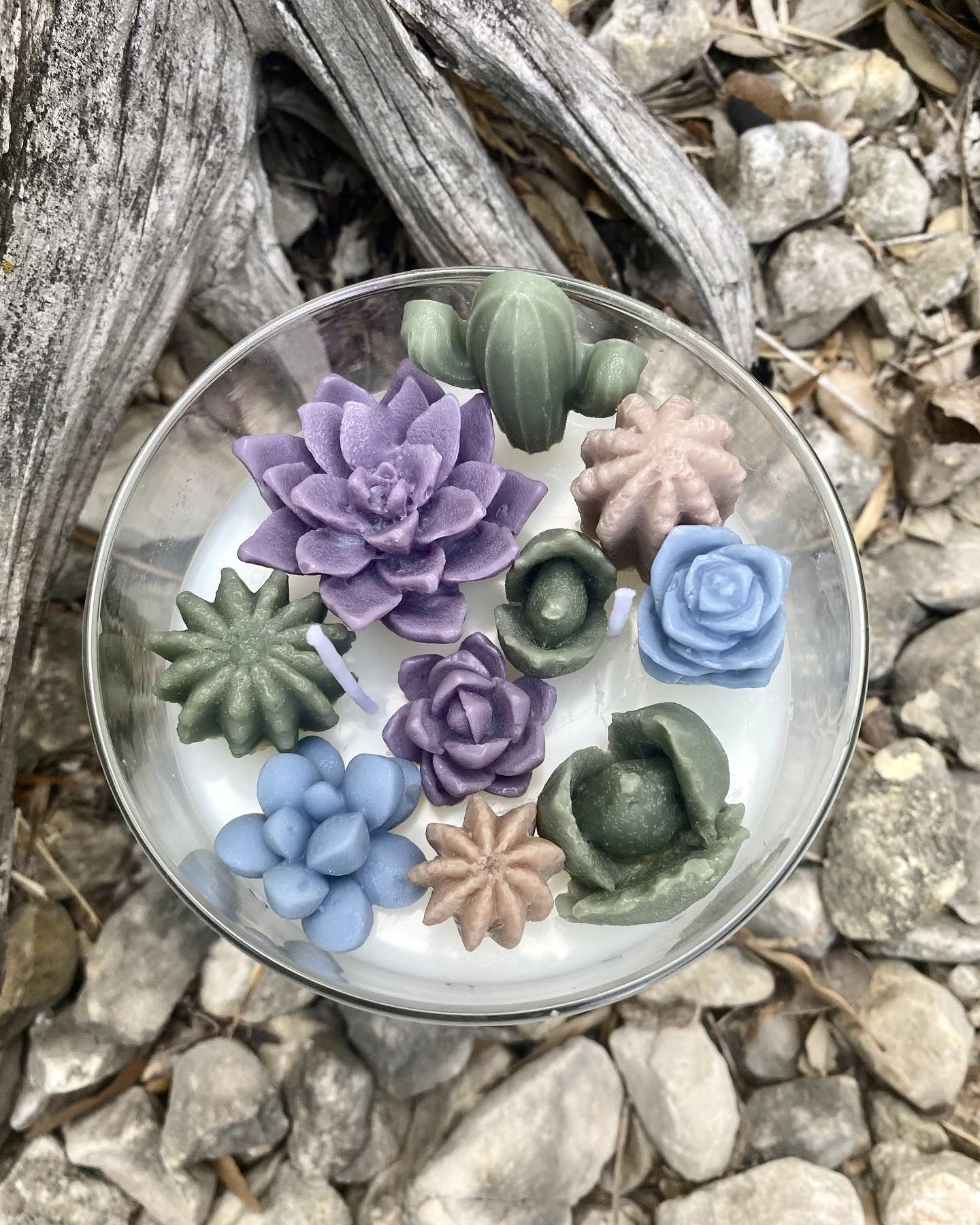 Succulent Terrarium Candle Earth Tones Soy Wax Succulents Etsy