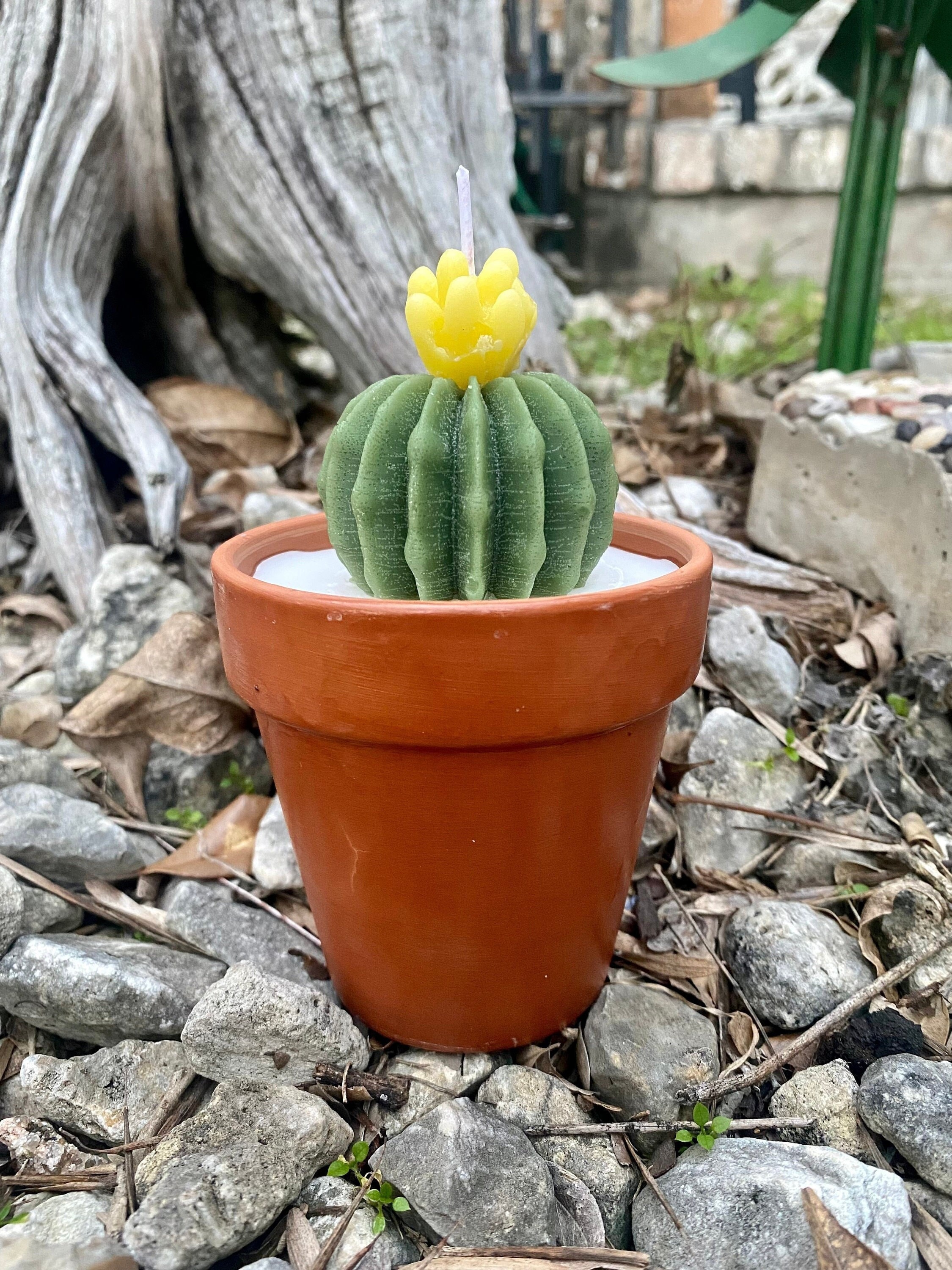 Cactus Candle - Soy Wax Cactus - Succulent Cactus Candle - Cactus Flower - Green Cactus on Candle - Plant Candle - Gift for Her - Cacti