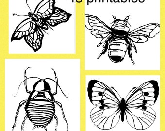 Bugs