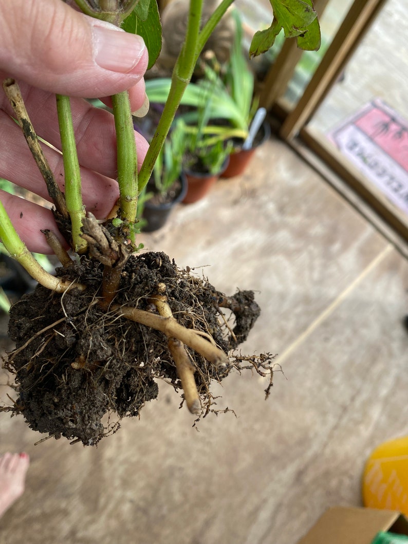 3 Mexican Petunia Cuttings Ruellia Perennial With Roots Ready to ...