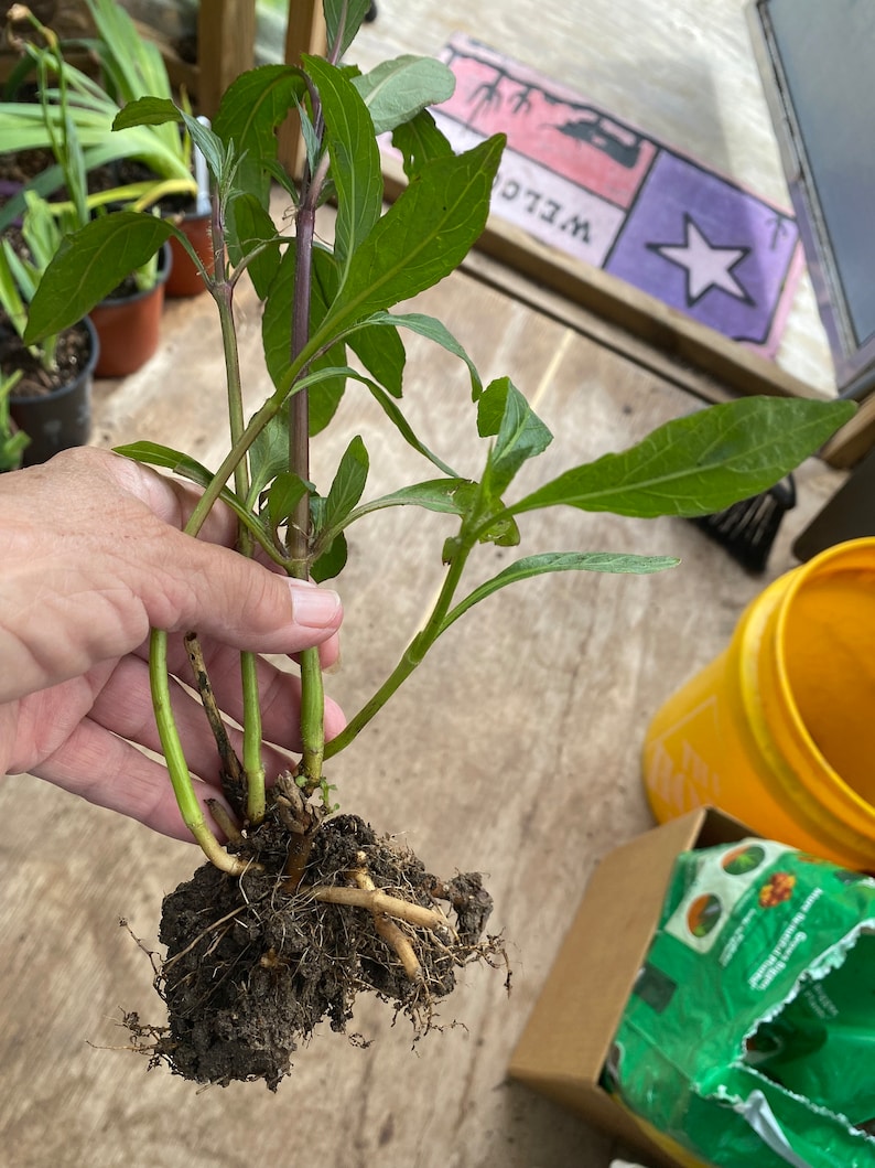 3 Mexican Petunia Cuttings Ruellia Perennial With Roots Ready to ...