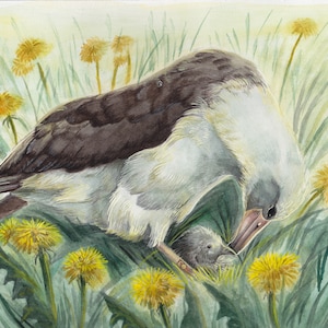 Wisdom the albatross