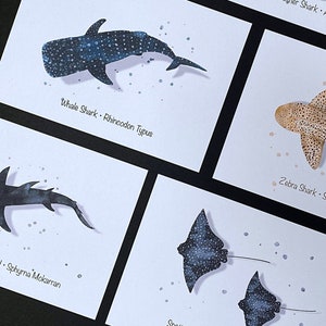 Hai & Rochen Postkarten Set A6 | Hai Grußkarten | 100% Recycelte Postkarten | Wall Art | Plastikfreie Verpackung | Geschenk für Taucher