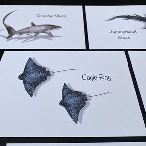 Ansichtkaartenset Shark and Ray aquarel | Wenskaart | Muurkunst | A6 | 100% gerecyclede ansichtkaarten | Plasticvrije verpakking | Eco-postkaarten