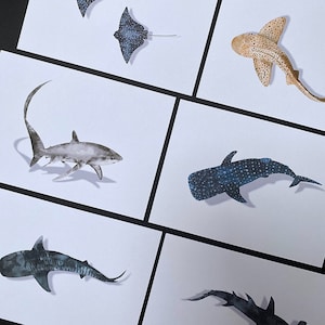 Hai & Rochen Postkarten Set A6 | Hai Grußkarten | 100% Recycelte Postkarten | Wall Art | Plastikfreie Verpackung | Öko Postkarten | Tauchen