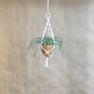 May include: A white macrame plant hanger with a small terracotta pot and a green plant inside. The hanger is hanging from a white ceiling.