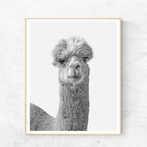 Alpaca, Digitale download, Zwart-wit, Afdrukbare kunst aan de muur, Digitale download
