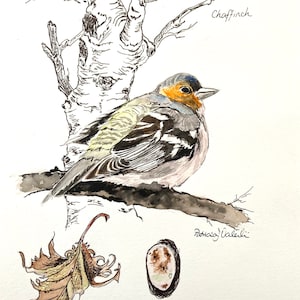 ORIGINAL WATERCOLOUR Bird Painting CHAFFINCH